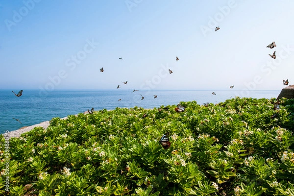 Obraz アサギマダラ