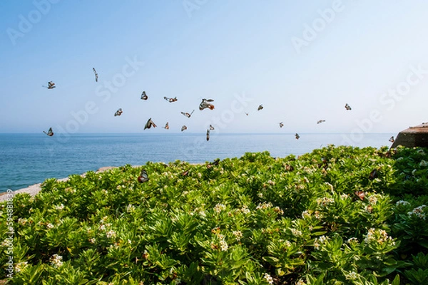 Obraz アサギマダラ