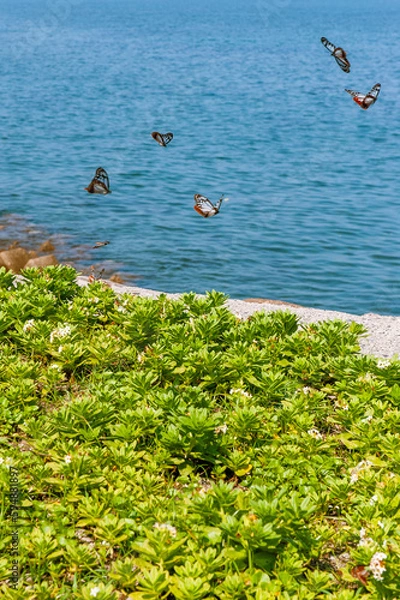 Obraz アサギマダラ