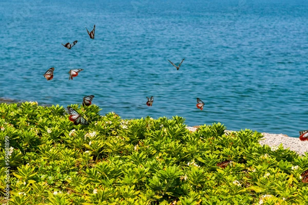 Obraz アサギマダラ