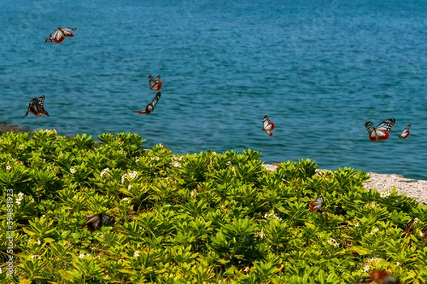 Obraz アサギマダラ