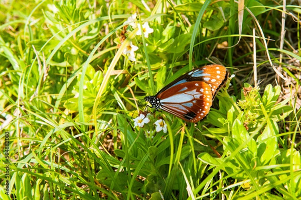 Obraz アサギマダラ