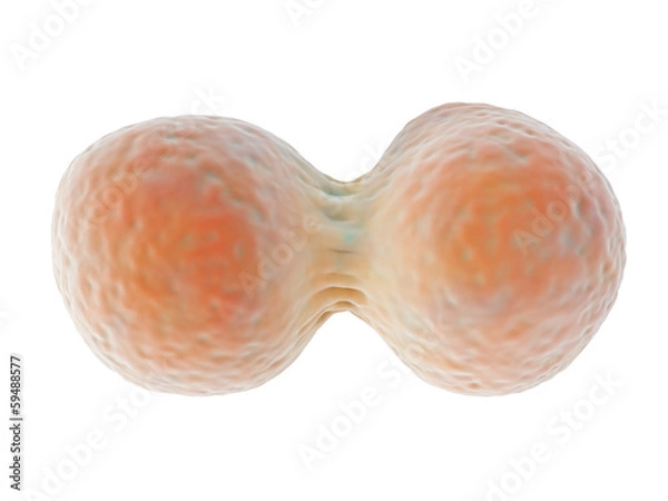 Obraz Podział komórek