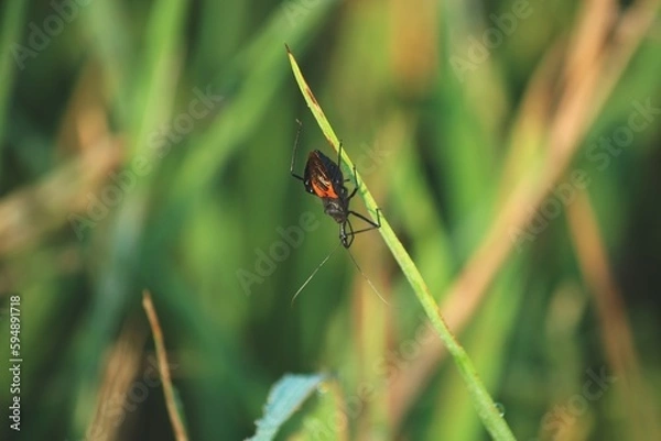 Fototapeta Platymeris biguttatus or two-spotted assassin bug is a venomous predatory true bug of west and southwest African origin ranging in size from 10–40 mm