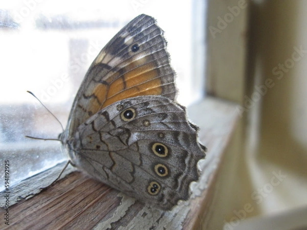 Obraz close up of a beautiful brown and orange butterfly on a window in the morning