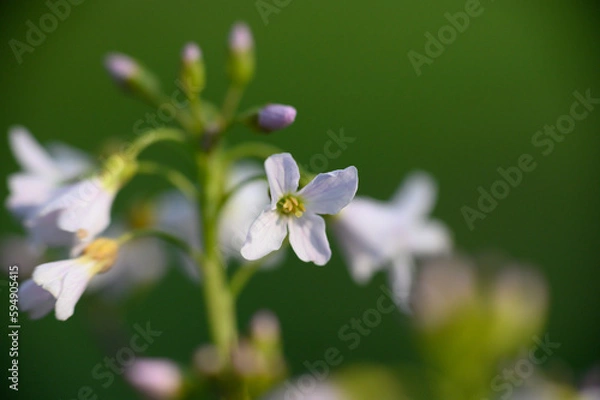 Obraz Wiesenschaumkraut