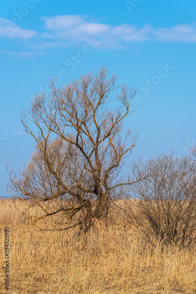 Fototapeta A tree without leaves in spring among last year's dried grass against a blue sky.