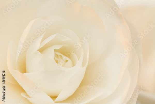 Fototapeta Ivory and rose camellia