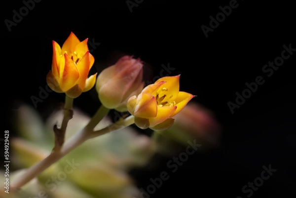 Obraz 어둠을 밝혀주는 호롱불 같은 바릴라비스꽃