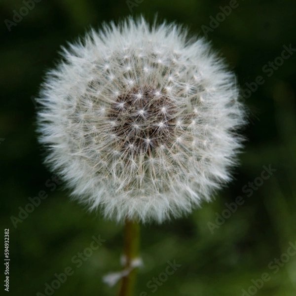 Fototapeta Fluffy white dandelion seed head on a green blurred background. Soft focus. Close-up.