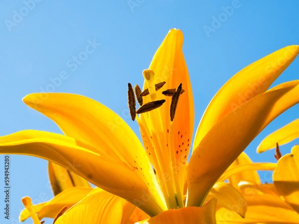 Obraz Yellow lily flower towards clear blue sky, low angle shot, sun ray isolated with copy space