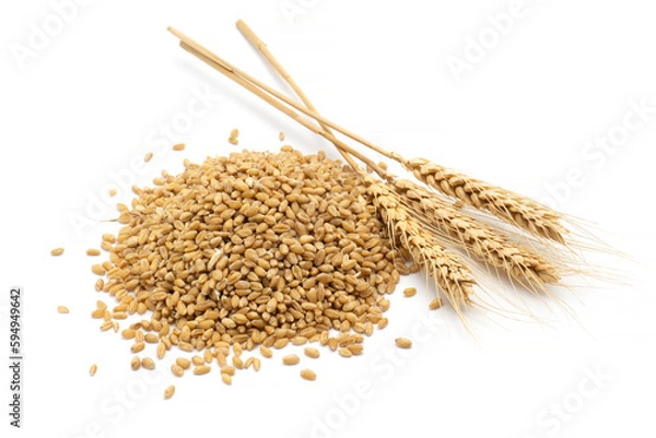 Obraz wheat grain and wheat
