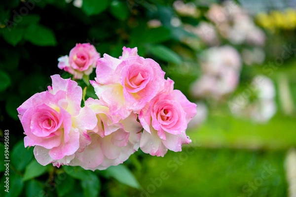 Obraz 薔薇、バラ、rose
