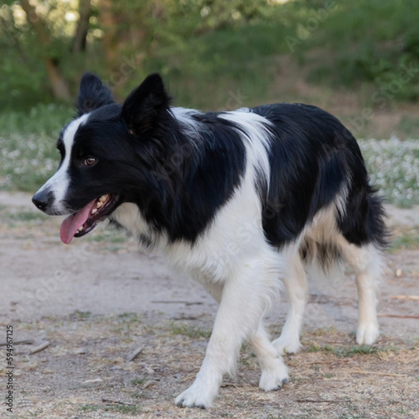 Fototapeta Portrait of a Border Collie. A black and white dog walking