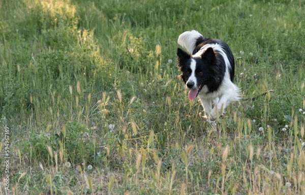 Fototapeta Portrait of a Border Collie dog playin with a joy expression.