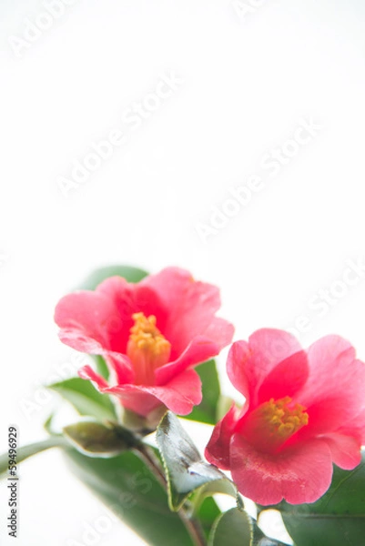 Fototapeta 満開のツバキ