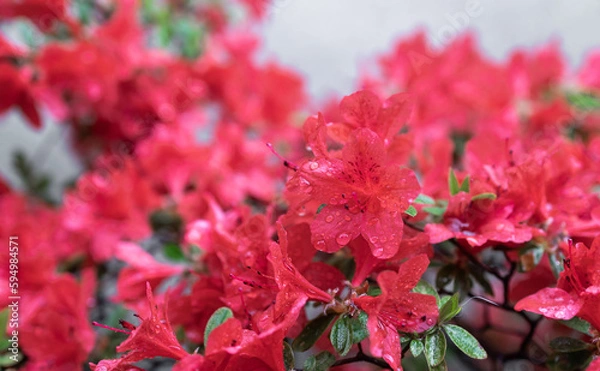 Fototapeta an azalea in rain