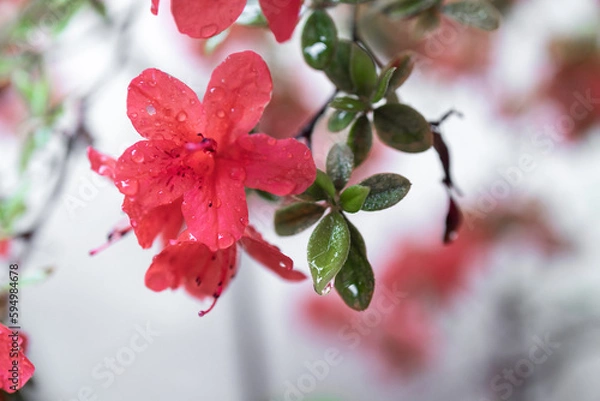 Fototapeta an azalea in rain