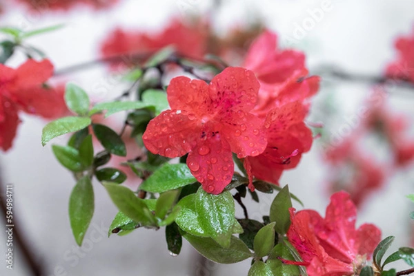 Fototapeta an azalea in rain