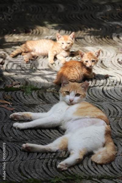 Obraz Cat mom and kittens