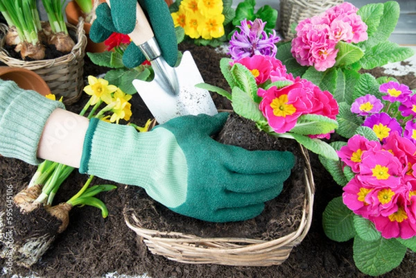 Obraz Blumen pflanzen - Frühlingszeit