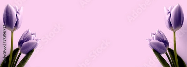 Obraz Beautiful Purple Tulip Flower Background 