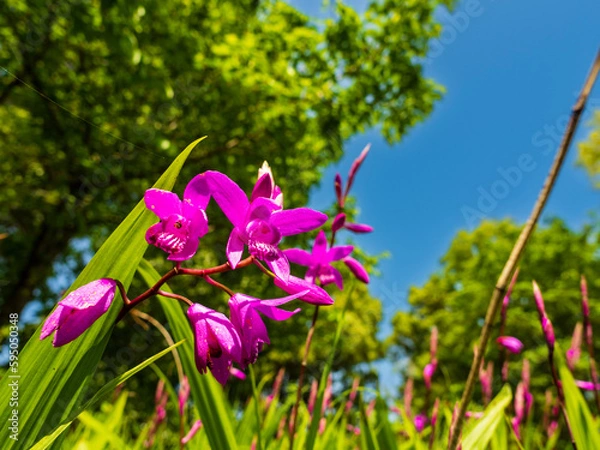 Fototapeta 紫蘭と青空