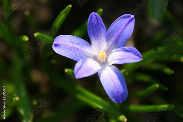 Obraz spring flowers in a garden.