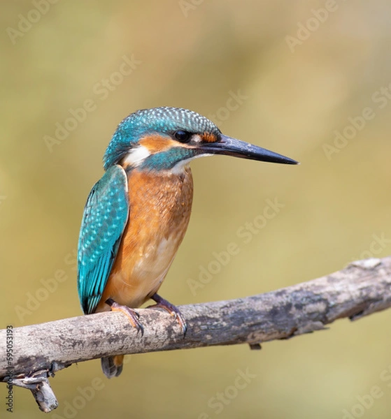 Fototapeta Common kingfisher, a bird sits on a branch on a beautiful flat background