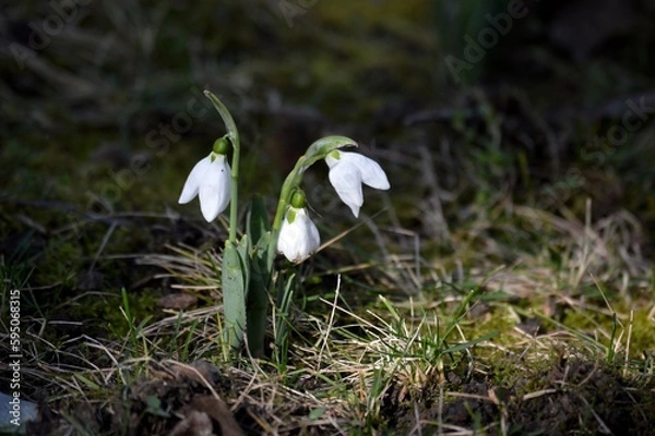 Fototapeta white snowdrop flower in the meadow