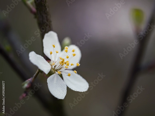 Fototapeta Pojedynczy biały, wiosenny kwiat na dzikim krzewie owocowym