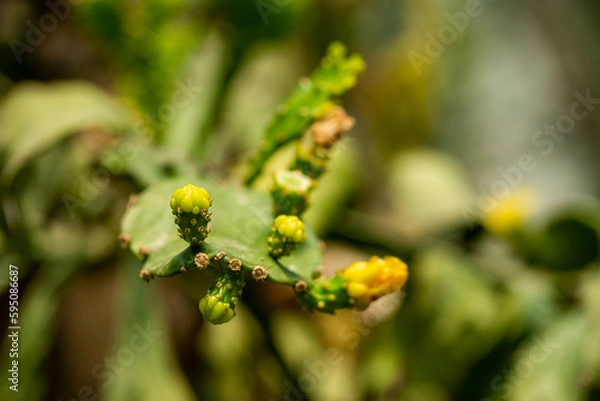 Fototapeta Cactus close-up