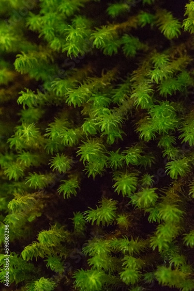 Obraz Macro on leaves