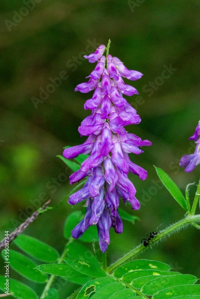 Obraz Macro on Flower