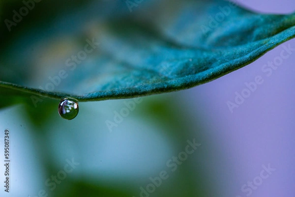 Obraz Macro on leaves