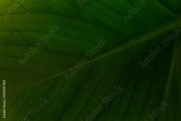 Obraz Macro on leaves