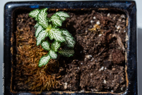 Obraz Macro on leaves