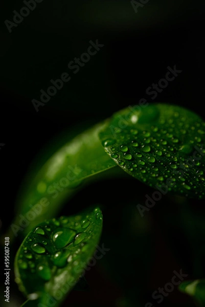 Obraz Macro on leaves
