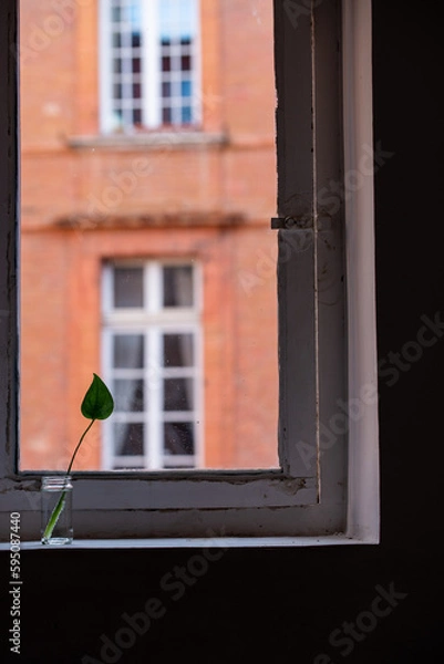 Obraz Macro on leaves
