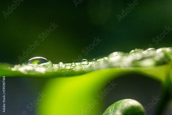 Obraz Macro on leaves