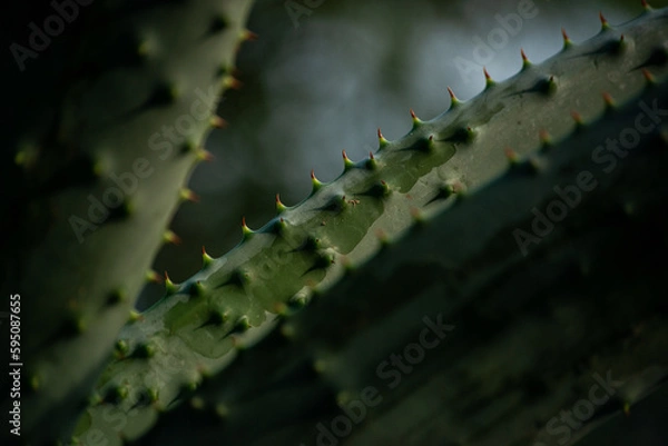 Obraz Cactus close-up