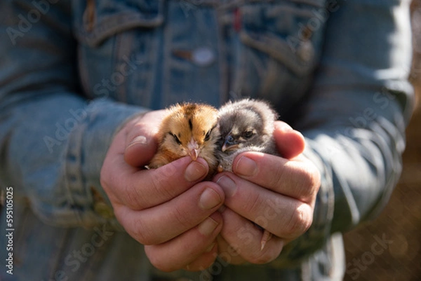 Obraz Hands Holding Two Baby Chicks