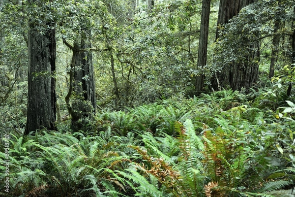 Obraz Redwood forest