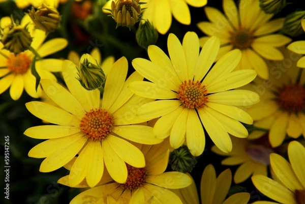 Fototapeta Yellow Dimorphotheca