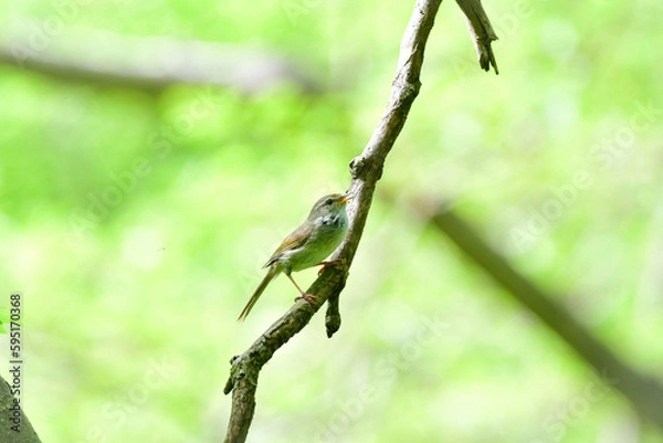 Fototapeta 春の公園や雑木林で美しい声で囀る身近な野鳥ウグイス