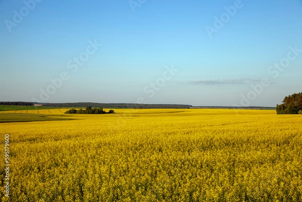 Obraz beautiful blooming rapeseed flowers in spring