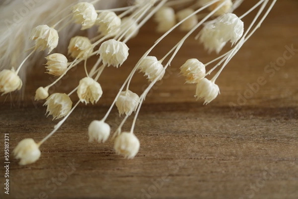 Fototapeta シンプルな白い植物の背景素材　ふわふわ　ふさふさ　ドライフラワー　白系　生成り　白背景　オーガニック