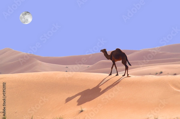 Fototapeta wielbłąd