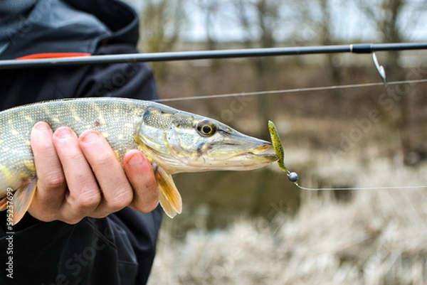 Obraz Pike fish in hand