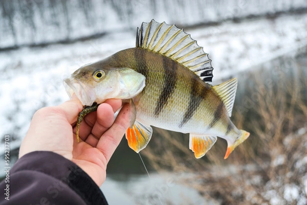 Obraz Perch fish in hand